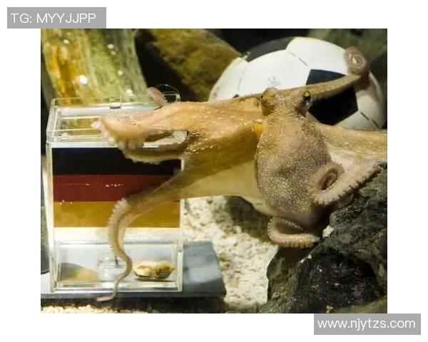 足球明星章鱼的传奇故事与世界杯的神奇预言揭秘